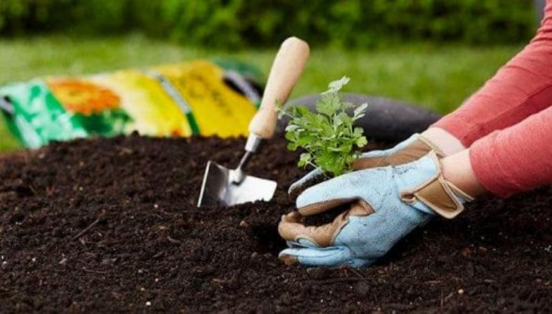 Hạt sét và chất hữu cơ trong thành phần rắn của đất giúp giữ nước và dinh dưỡng cho cây trồng.
